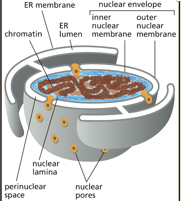 <ul><li><p>The nuclear envelope is formed by two concentric membranes (inner and outer nuclear membrane)</p></li><li><p>The nuclear membrane is perforated by nuclear pores</p></li><li><p>Only small molecules can diffuse into the nucleus</p></li><li><p>Proteins such as transcription factors are synthesized at the cytoplasm and need to be transported into the nucleus </p></li><li><p>Proteins require specific signals to actively transported across nuclear pores</p></li><li><p>Proteins are translocated in their fully folded conformation</p></li></ul><p></p>