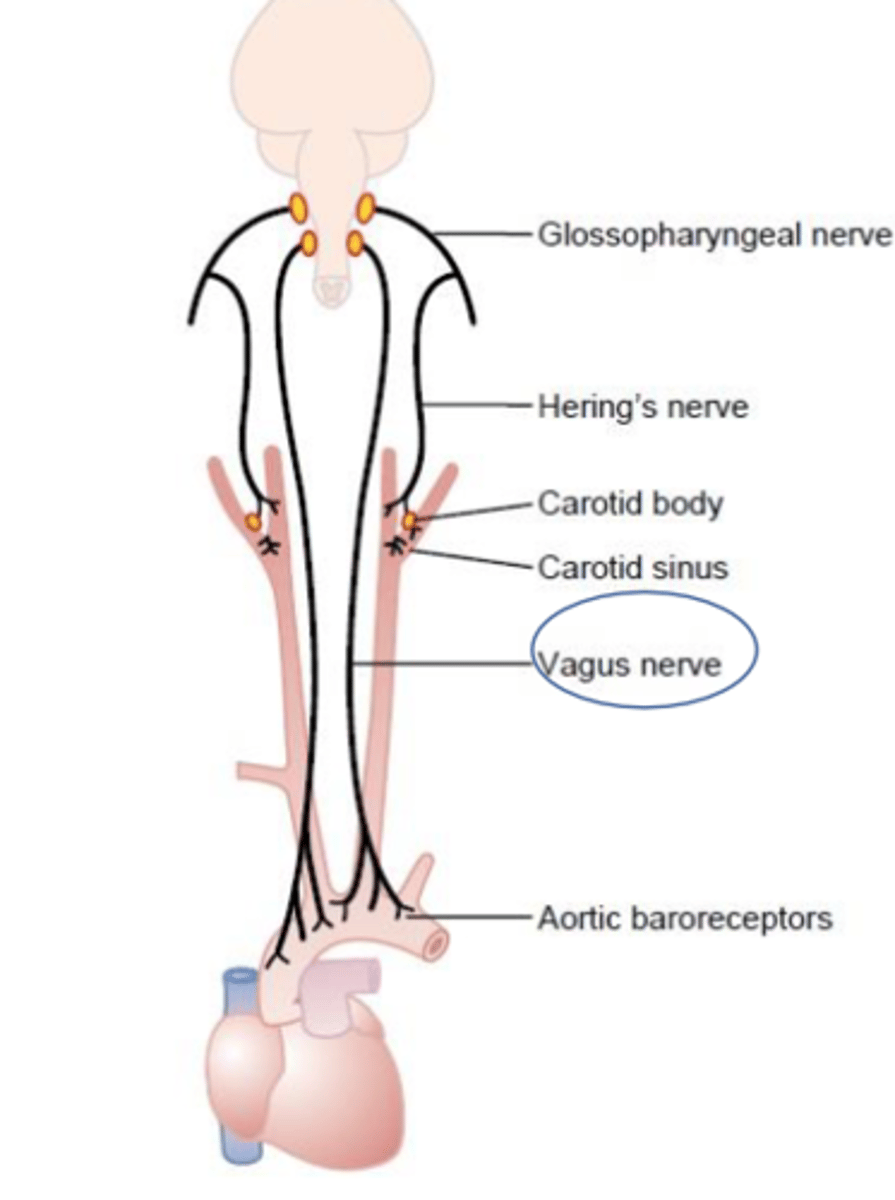 <p>Baroreceptor and chemoreceptor of aortic arch</p>