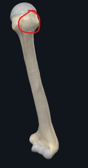 <p>What is this part of the humerus called?</p>