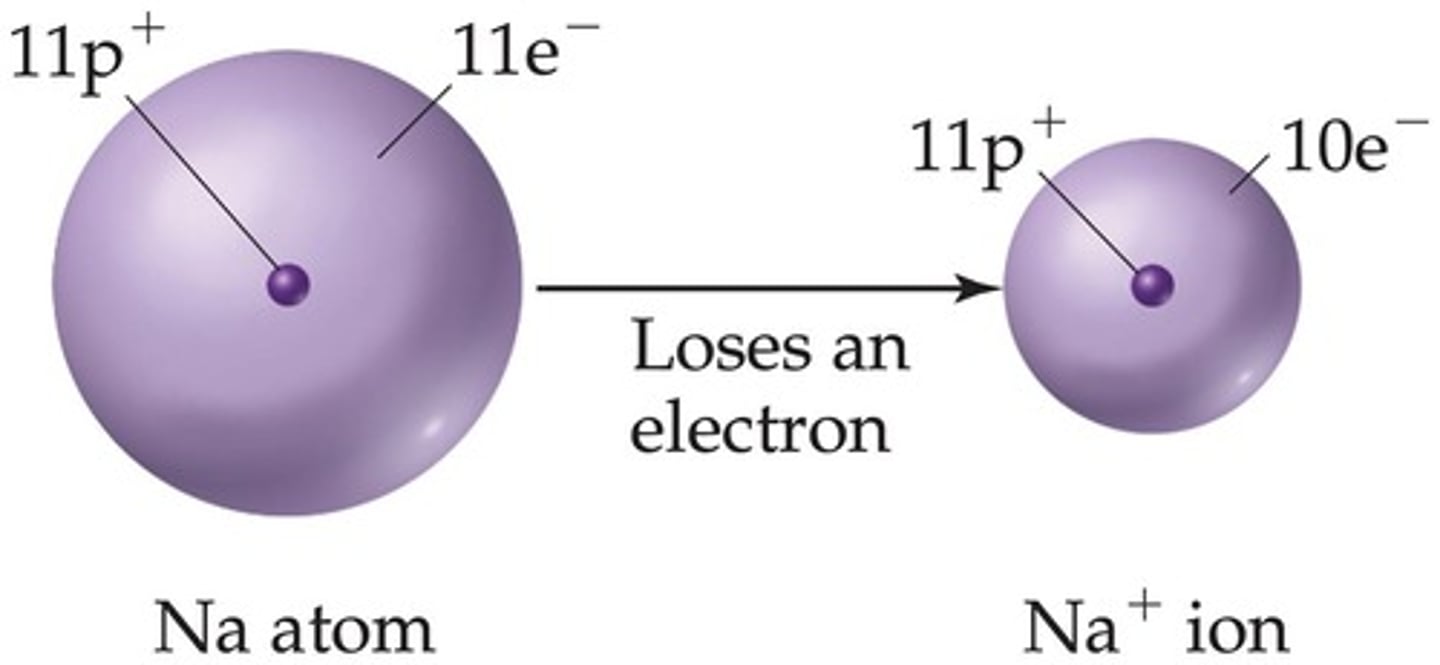 <p>A positively charged ion.</p>