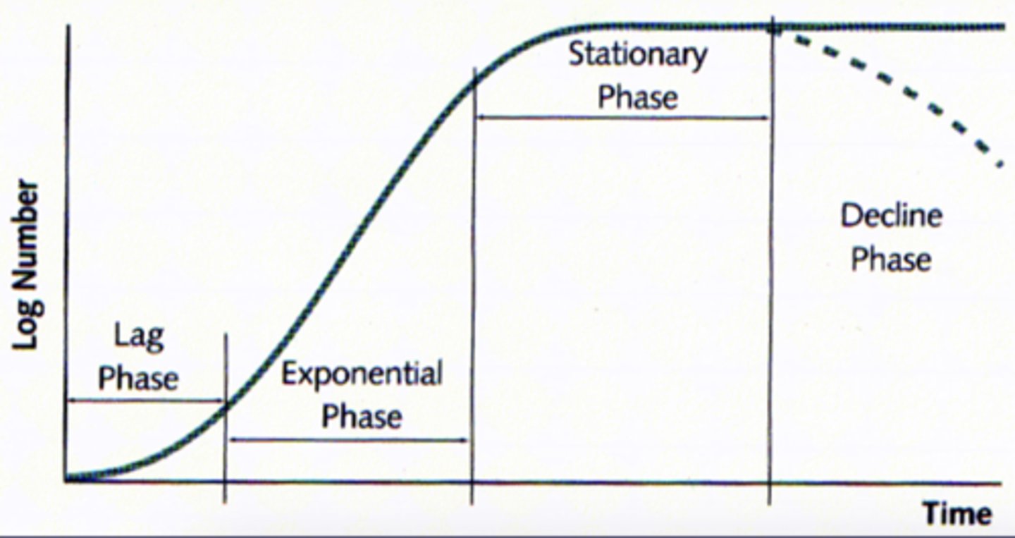 <p>lag, exponential, stationary, decline</p>