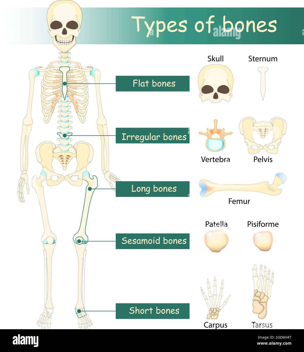 <p>Long, short, flat, and irregular.</p>