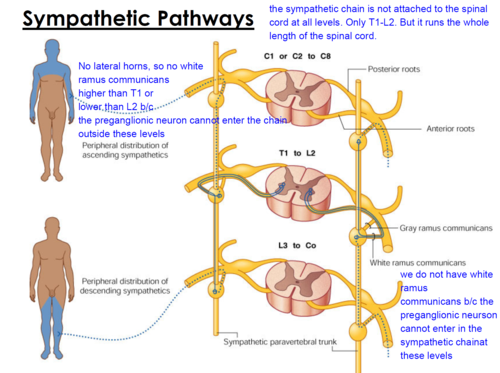 <p>higher than T1 or lower than L2 b/c the preganglionic neuron cannot enter the chain outside these levels</p>