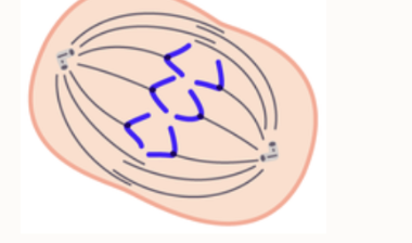 <p>Anaphase</p>