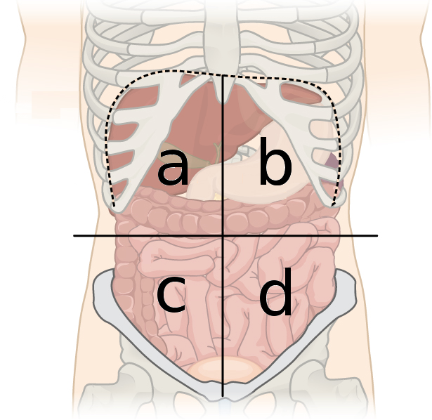 <p>Right lower quad (C)</p>