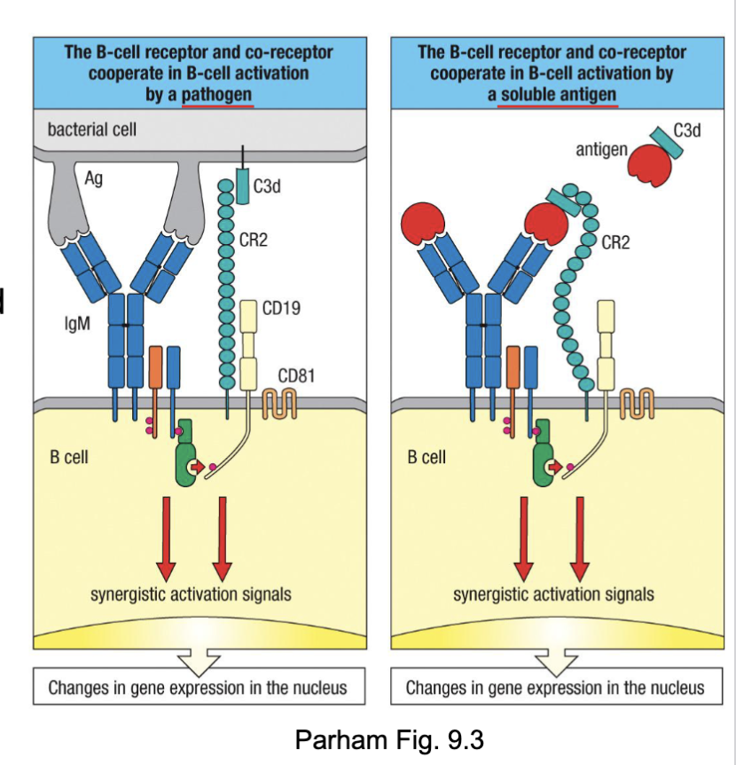 <ul><li><p><span>Antigen encounter → signaling via:</span></p><ul><li><p><strong><span>BCR</span></strong><span> complex (BCR, Ig⍺, Igβ)</span></p></li><li><p><strong><span>B cell co-receptor complex</span></strong><span> (CR2, CD19, CD81): recognizes complement deposited on target → increases signaling 1000-10,000-fold</span></p></li></ul></li></ul><p></p><p>antigen with complement:</p><p>complement receptor recognizes it</p><p>activated by two things</p>