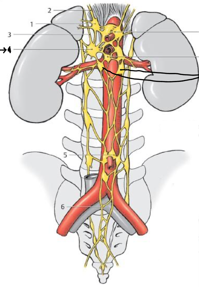 <p>What structure is the bold lines pointing to?</p>