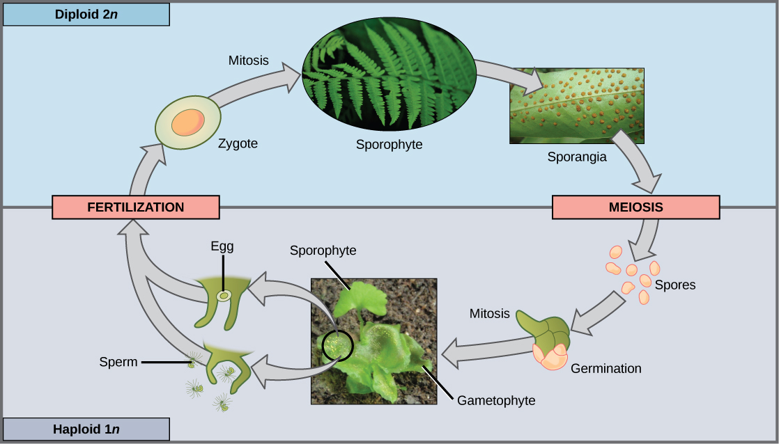 <p>Many single and multicellular organisms use this method through mating, which involves the production by parents of 2 haploid cells and the fusion of 2 haploid cells to form 1 genetically recombined diploid</p><ul><li><p>differ in size —&gt; smaller = male, larger = female</p></li><li><p>meiosis and fertilization</p></li><li><p>introduces variation</p></li></ul><p></p>