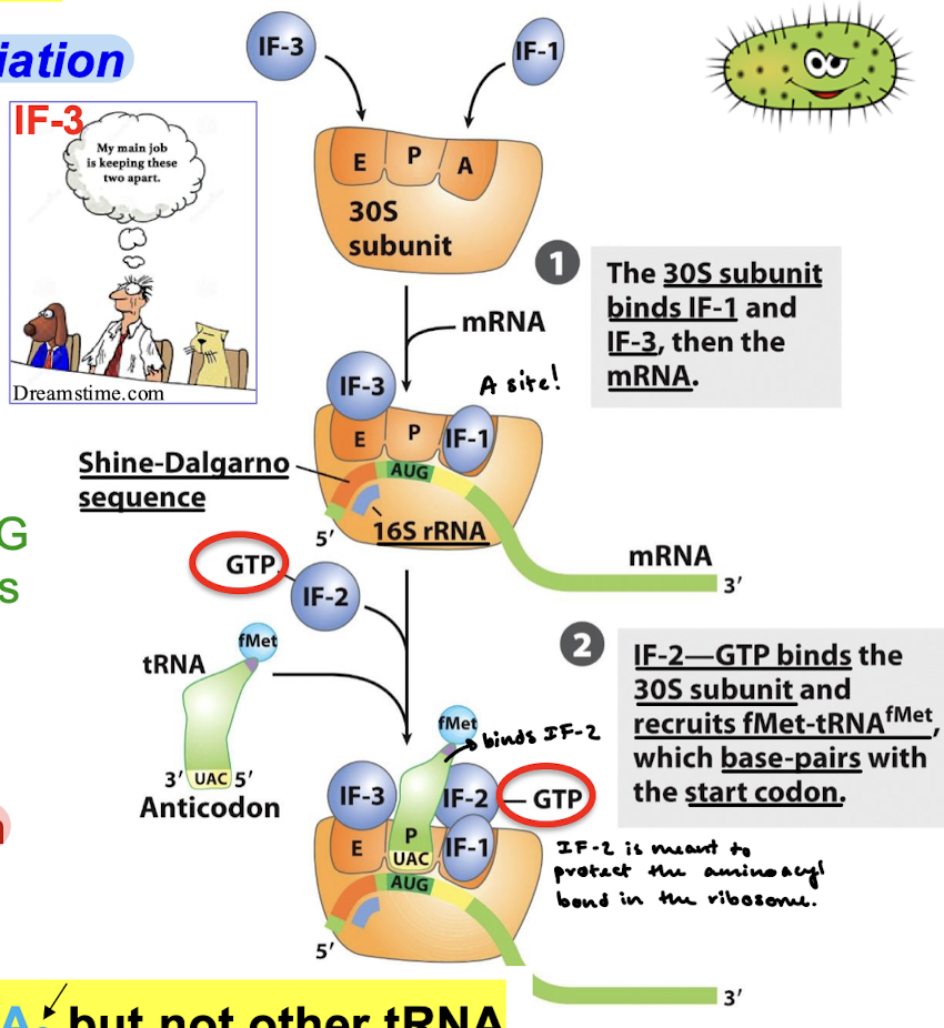 <ol><li><p>The 30S subunit is bound by IF-1 in the A site and IF-3 in the E site, then the mRNA (16S rRNA) at the Shine-Dalgarno sequence.</p></li><li><p>IF-2—GTP binds the 30S subunit and recruits fMet-tRNA<sup>fMet</sup>, which base-pairs with the start codon.</p></li></ol><p></p>