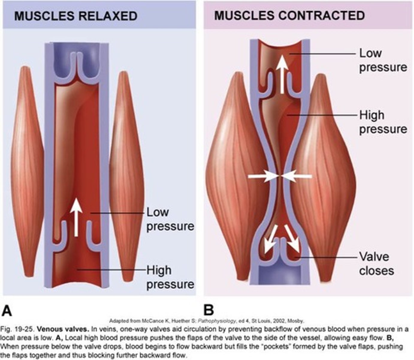 <p>pumping effect of contracting skeletal muscles on blood flow through underlying vessels</p>