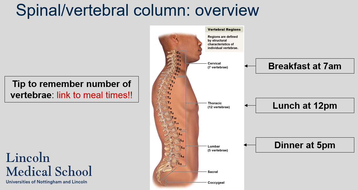 <p>A helpful tip to remember the number of vertebrae in each region of the vertebral column is to link it to meal times:</p><ul><li><p>Breakfast at 7am: There are 7 cervical vertebrae</p></li><li><p>Lunch at 12pm: There are 12 thoracic vertebrae</p></li><li><p>Dinner at 5pm: There are 5 lumbar vertebrae.</p></li></ul>