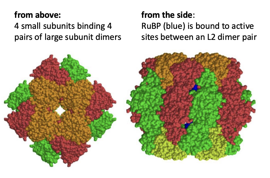 <p><strong>L8S8 version:</strong></p><ul><li><p>4 pairs of large subunits</p></li><li><p>4 small subunits</p><ul><li><p>on top and below to hold it together</p></li></ul></li></ul><p></p><ul><li><p>each <strong>pair</strong> of subunits sits top to tail</p><ul><li><p>enclose two active sites</p></li></ul></li></ul><p></p>