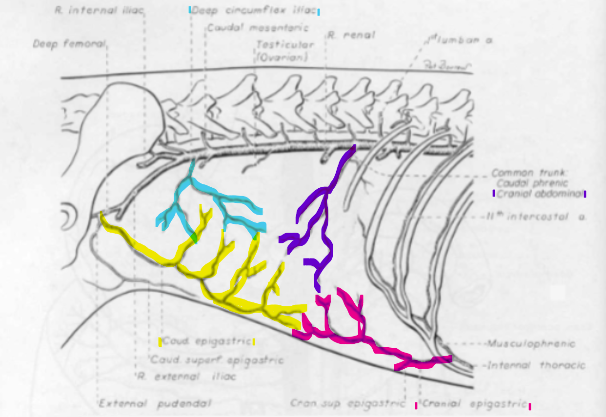 <p>What bv is represented by the pink line? </p>