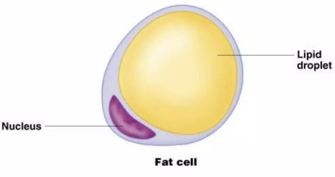 <p>fat cell</p>