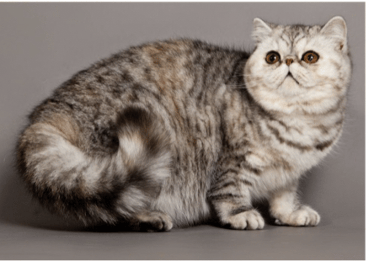 <p>short legs, round head</p>