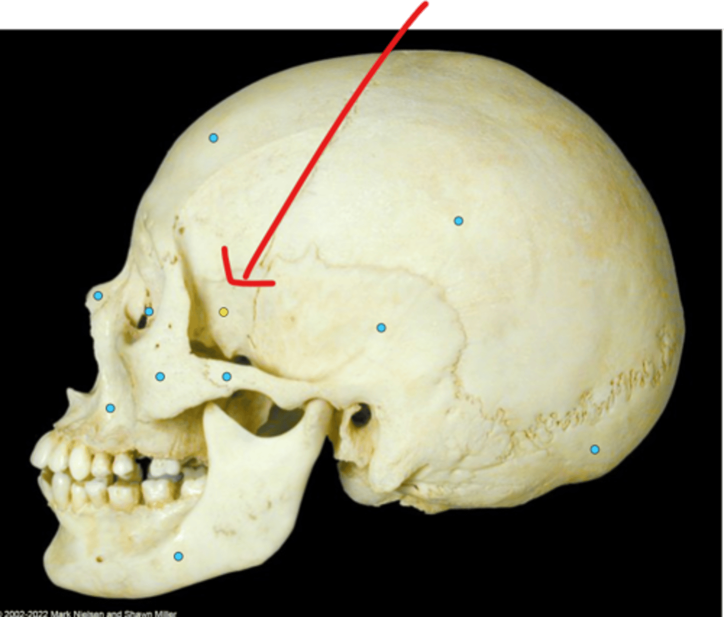 knowt flashcard image