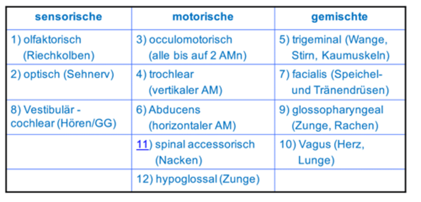 <p>I II III N. olfactorius N. opticus N. oculomotorius IV N. trochlearis V N. trigeminus VI N. abducens VII N. facialis VIII N. vestibulocochlearis IX N. glossopharyngeus X N. vagus XI N. accessorius XII N. hypoglossus Hauptfunktion/-en Riechen Sehen Augenbewegung Augenbewegung Gesichtsempfindung; Kauen Augenbewegung Gesichtsmotorik; Geschmack (2/3) Hören; Gleichgewicht Geschmack (1/3); Schlucken Motorik & Sensorik innerer Organe Hals-, Schulter-, Kopfbewegung Zungenbewegung</p>