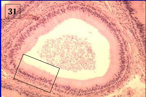 <p>Identify the structure:</p><p>Specie:</p>