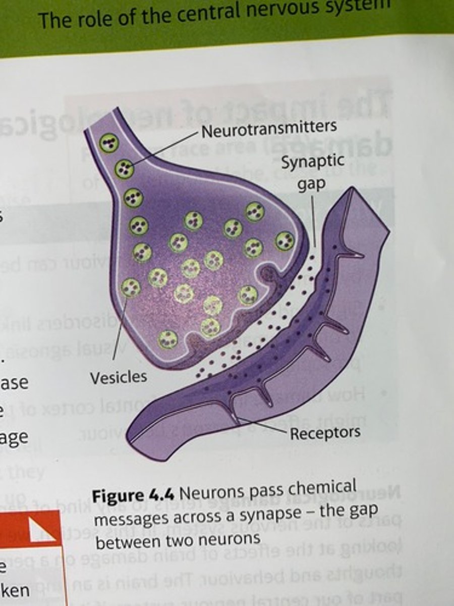 <p>Special sites on neurones that are designed to absorb neurotransmitter molecules.</p>