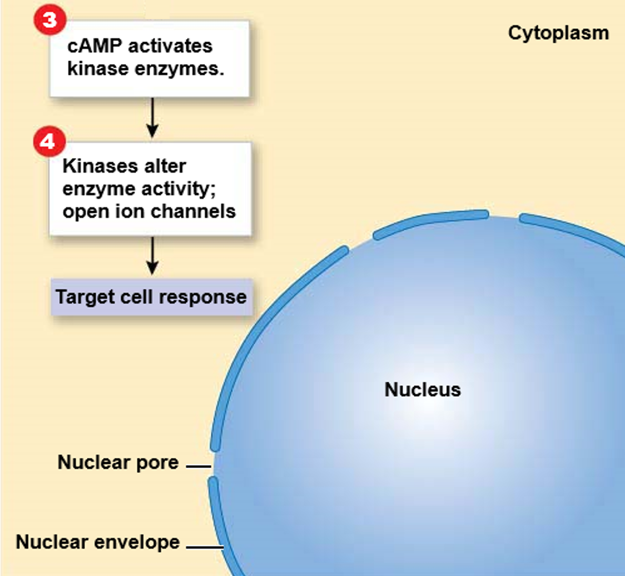 <p><mark data-color="red">Secondary messaging: cAMP</mark></p><p>Can you label, describe and explain what this diagram is/shows?</p>