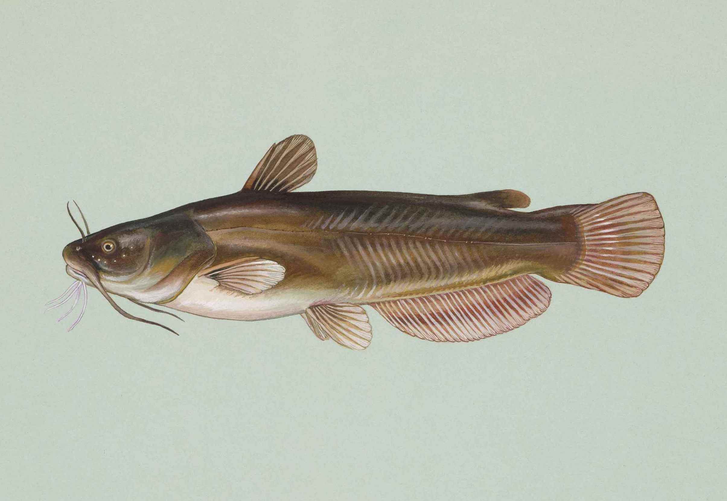 <p>Yellow bullhead</p><p>-white chin barbels</p><p>-rounded caudal fin</p>
