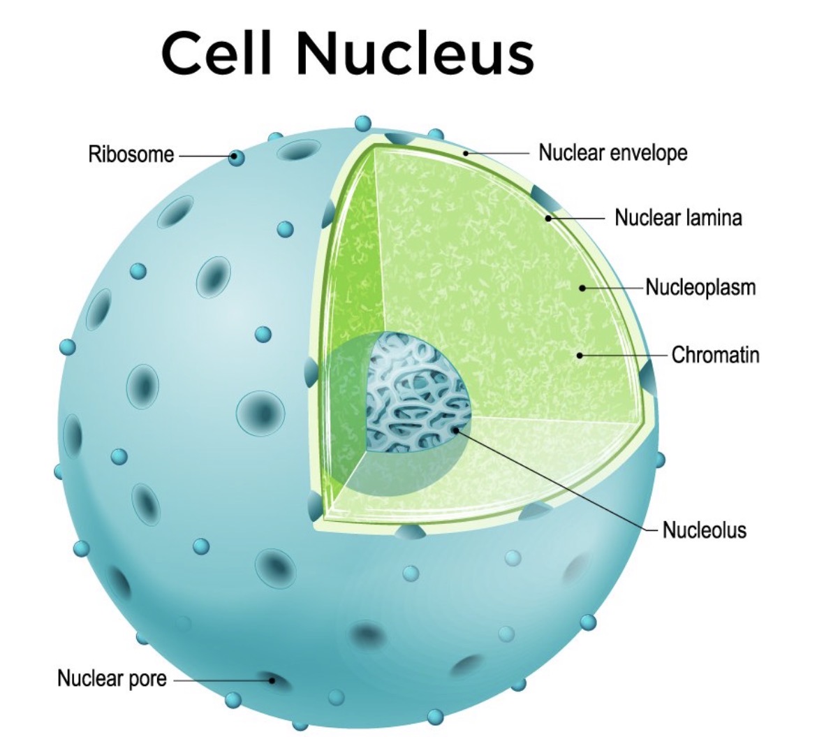 <p>Where ribosomes are made, put out the genes in chromosomes</p>