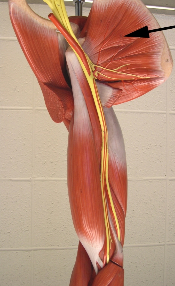<p>Name the muscle indicated by the arrow</p><p>View: anterior side of the brachial region and shoulder </p>