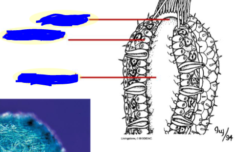 <p>What are these?</p>