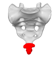<p>The coccyx</p>