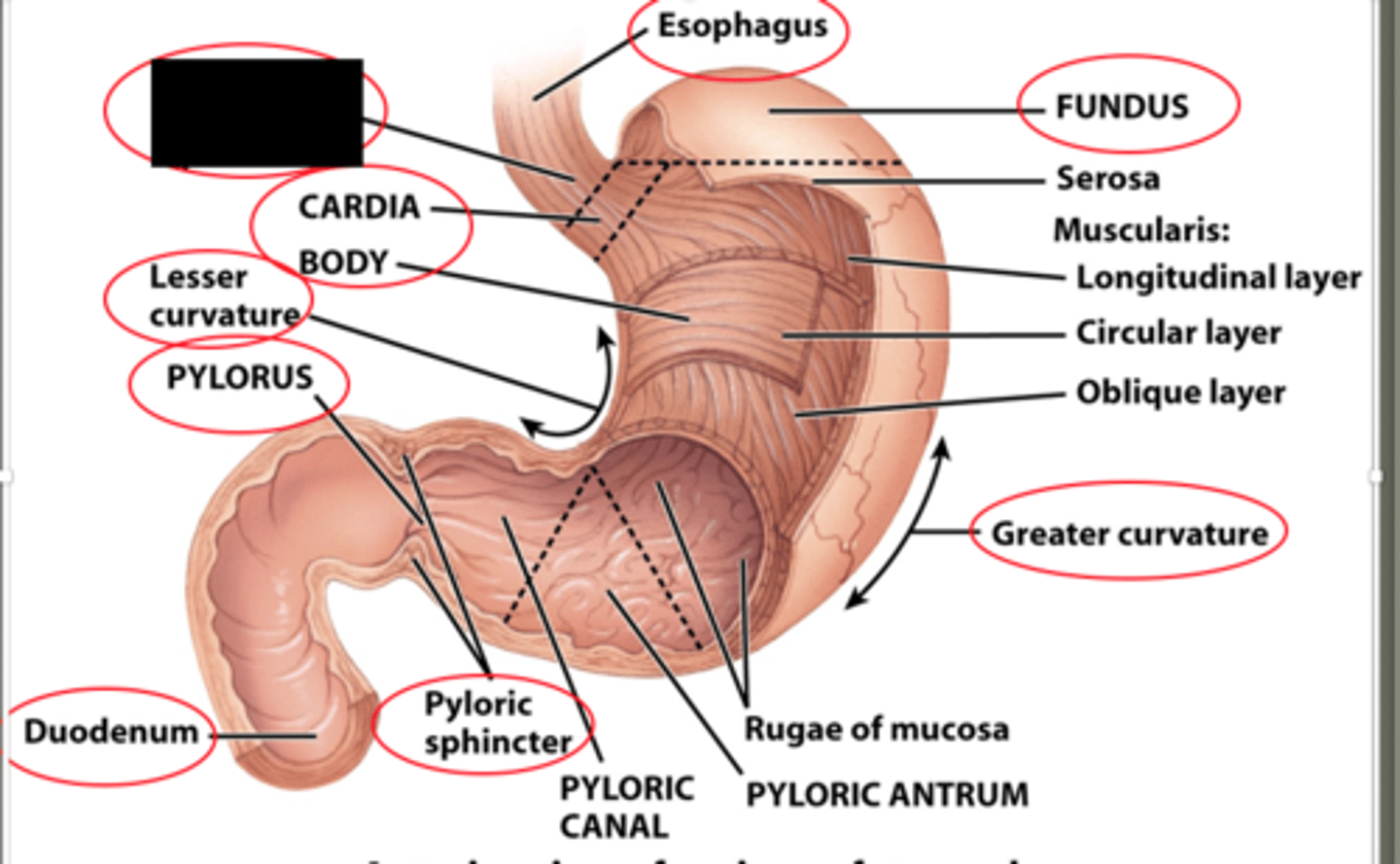 knowt flashcard image