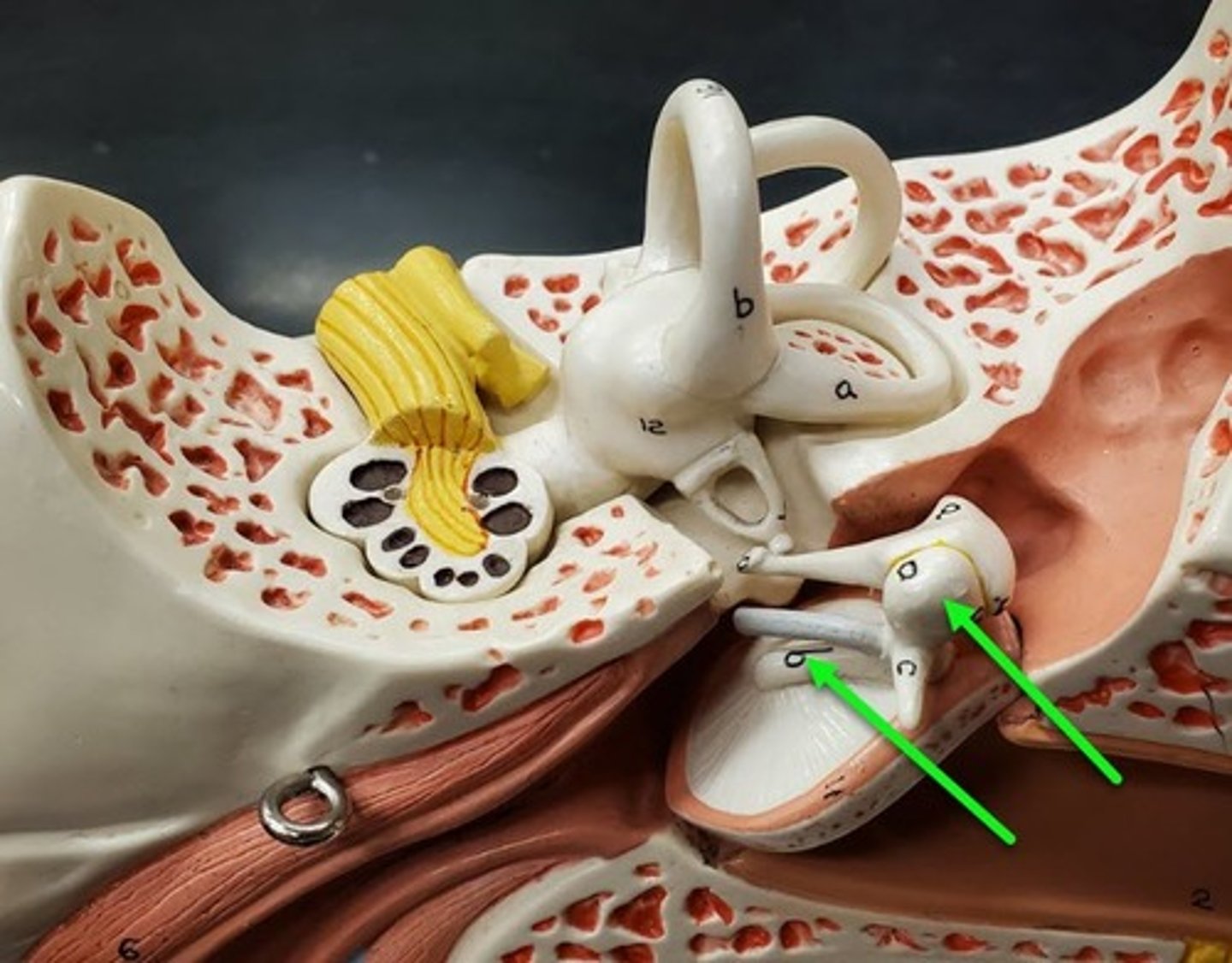 <p>specific bone</p>