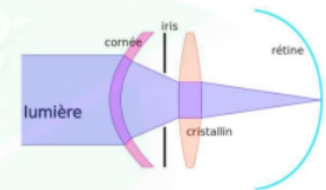 <ul><li><p>1ère courbure (cornée) → dévier la trajectoire de la stimulation lumineuse</p></li><li><p>2nde courbure (cristallin) → affine focalisation sur la rétine</p></li></ul>