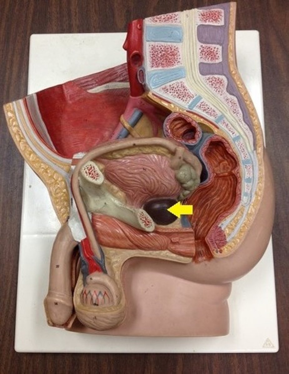 <p>Identify the gland.</p>