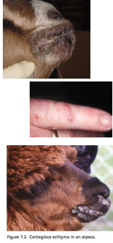 <p>Contagious Ecthyma (Orf)</p>