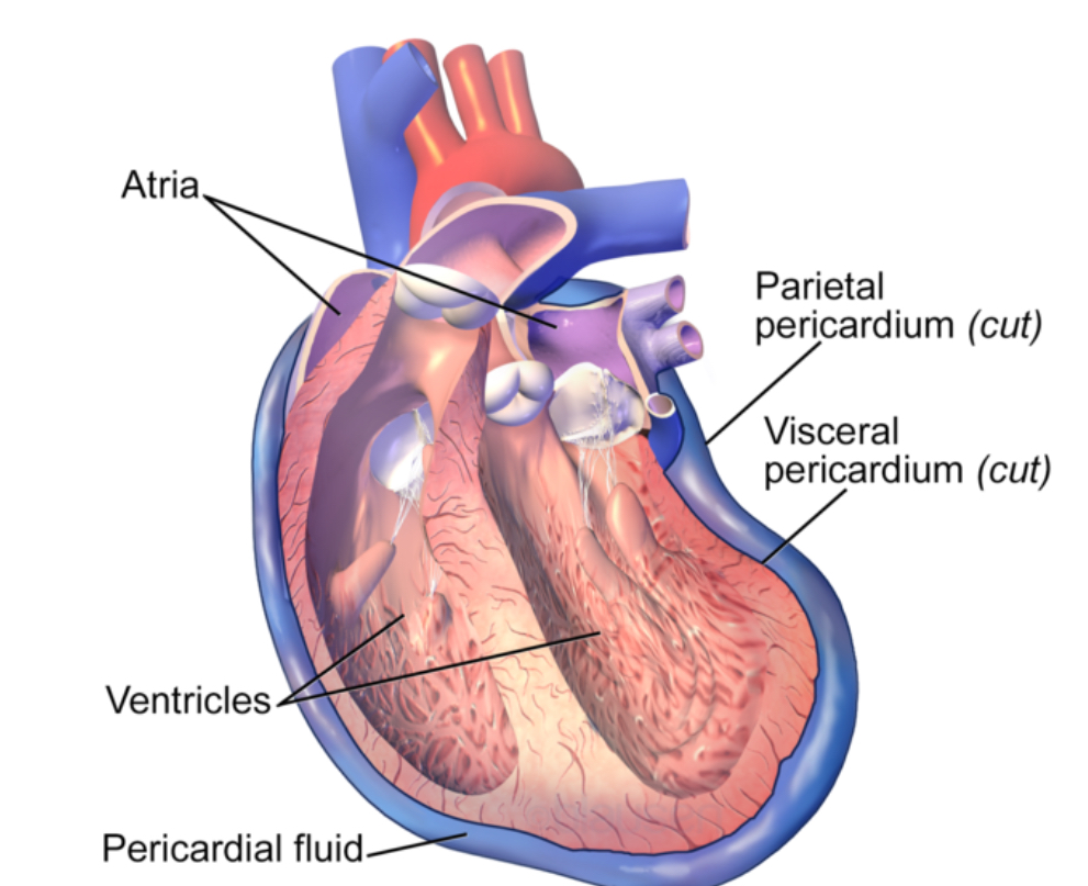<p>Membrane layer of the pericardial cavity </p>