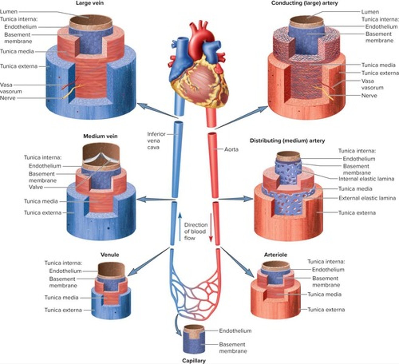 <p>Capacitance vessels that hold a high capacity of blood, characterized by thin walls and a steady blood flow.</p>