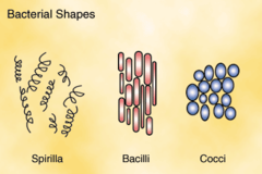 refers to body structures (shape)