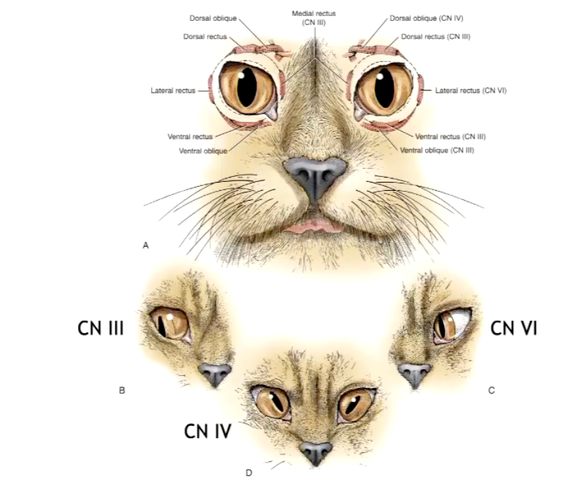 <p>Strabismus is when the <strong>eyes are not properly aligned</strong> — one eye may turn <strong>inward, outward, upward, or downward</strong> while the other looks straight ahead.</p><ul><li><p>CN III - eyes pulled laterally</p></li><li><p>CN IV - eyes pulled centrally</p></li><li><p>CN VI - eyes pulled medially&nbsp;</p></li></ul><p></p>