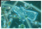 <p>Protists</p>