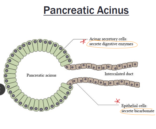 <p><span style="background-color: transparent;"><strong><span>Acute Pancreatitis</span></strong></span></p>