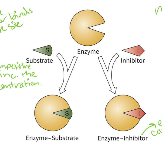 <ul><li><p>The most common form of reversible enzyme inhibition</p></li><li><p>Overcome competitive inhibition by increasing the substrate concentration</p></li><li><p>Increase the Km, but no affect to Vmax (inc Km = dec enzyme affinity for substrate)</p></li></ul>