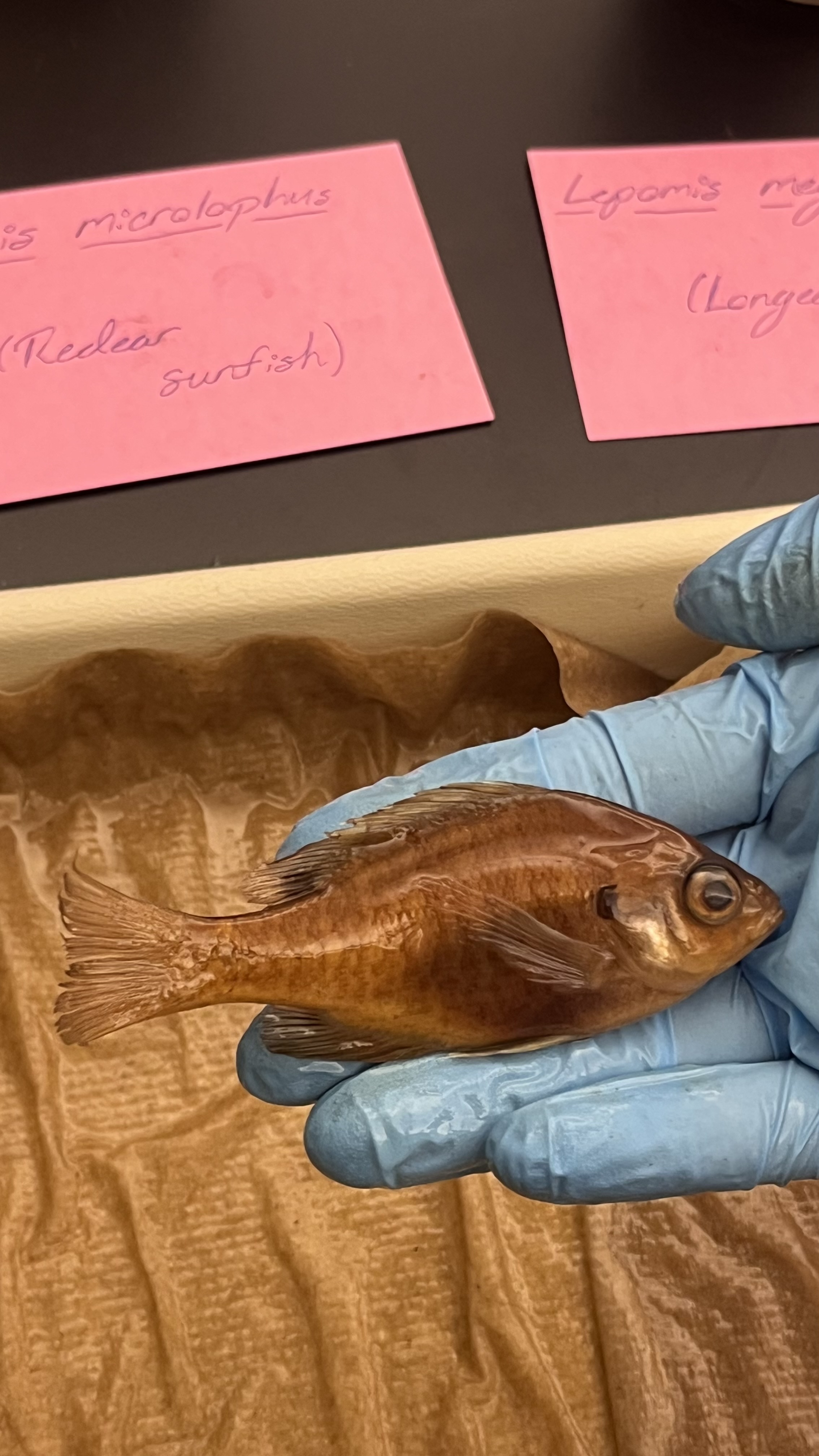 <p>Bluegill Sunfish</p>