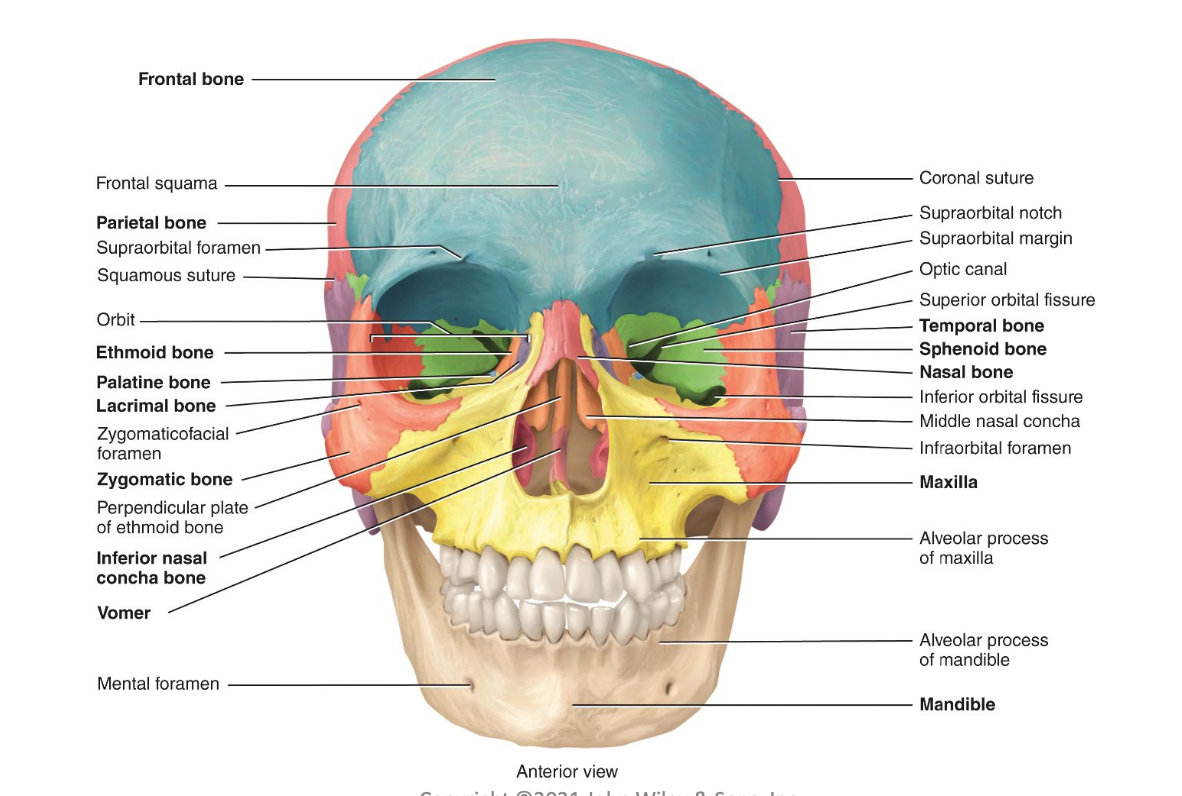 <p>Cranial (8) and facial bones (14)</p>