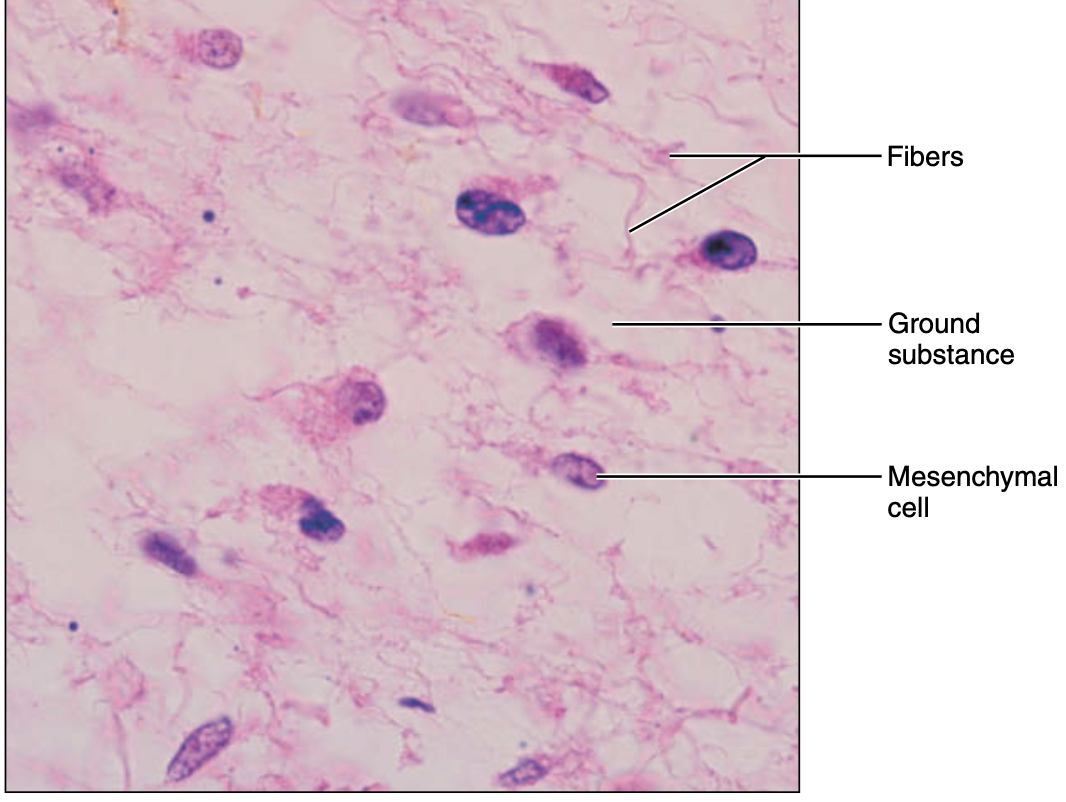 <p>embryonic connective tissue: mesenchyme </p>