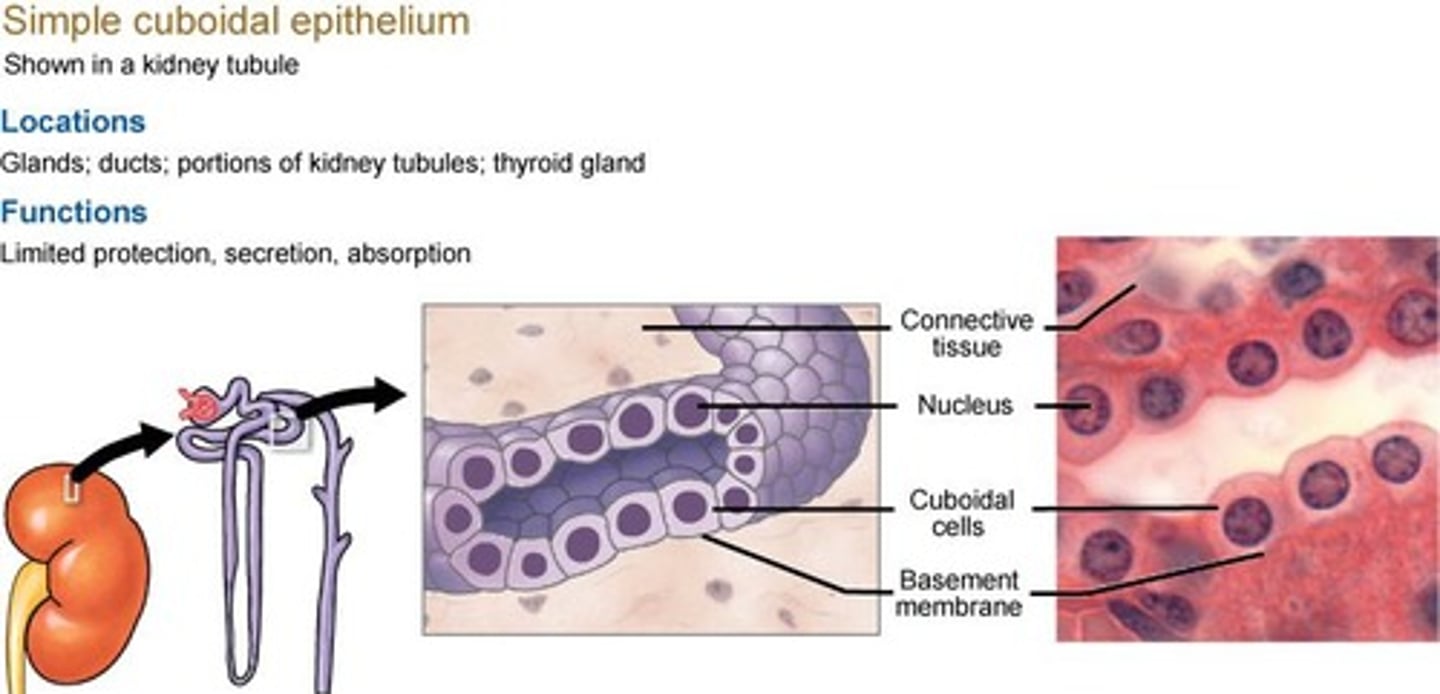 <p>Absorption and secretion of substances; found in small ducts of exocrine glands, kidney tubules and thyroid gland.</p>