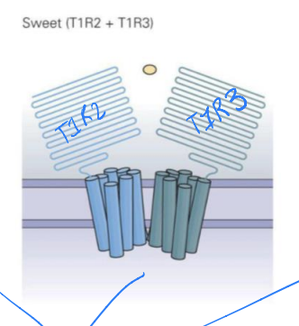 T1R2/T1R3 and GPCR and type II