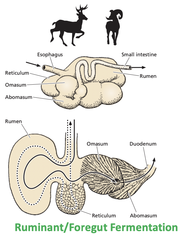 <p>Have multi-chambered stomach with cellulose digesting microorganisms.</p>