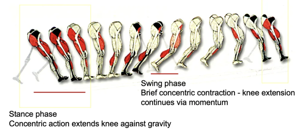 <p>Swing Phase: Brief concentric contraction for knee extension. </p><p>Stance Phase: Concentric contraction to extend knee against gravity.</p>