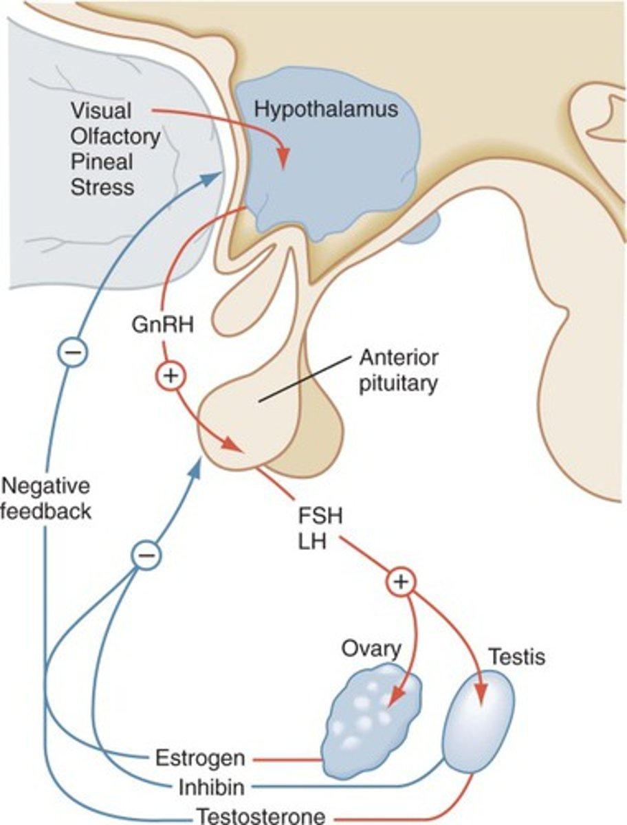 <p>Stimulates follicle maturation and secretion of estrogen, and plays a role in menstrual cycle, TT is ovarian follicles</p>