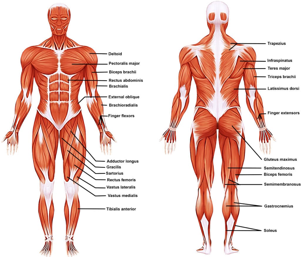 <p>Muscular System</p>